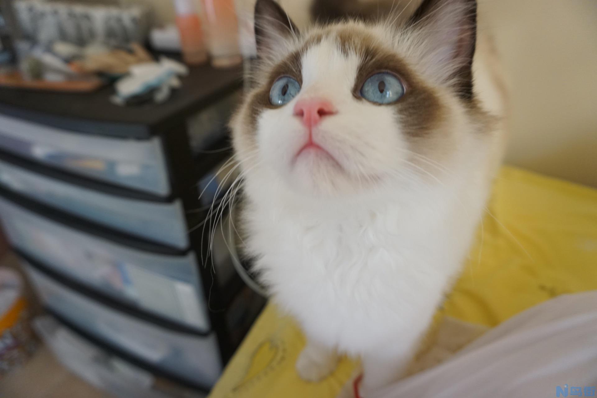 猫的眼睛瞳孔为什么会变化？ - 知乎